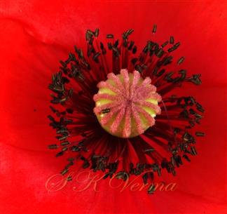  Pistil and Stamens